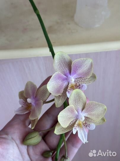 Орхидея фаленопсис биг лип