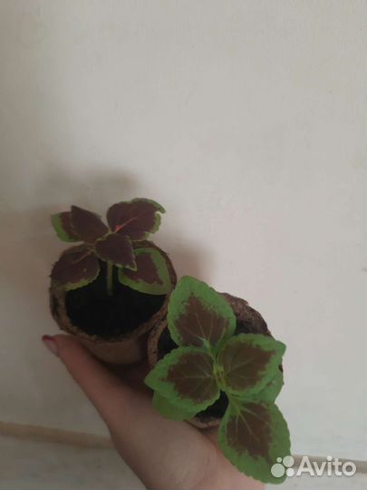 Колиус разные