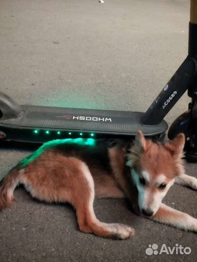 Собака хаски смешанная