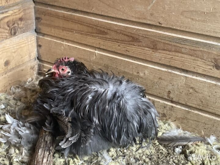 Кохинхин, малазийская серама