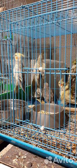 Птенцы корелл