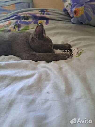 Отдам в добрые руки