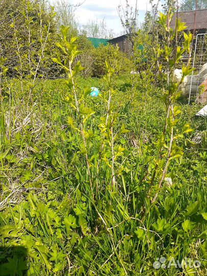 Облепиха, вишня, шиповник