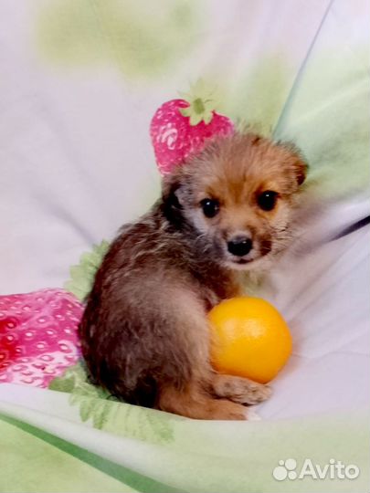 Щеночки в добрые руки