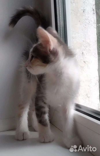 Котёнок Лилу