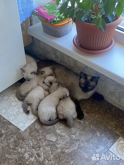 Сиамские котята
