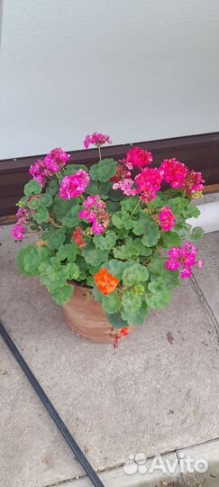 Комнатные цветы герань