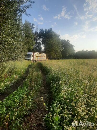 Мед гречишный