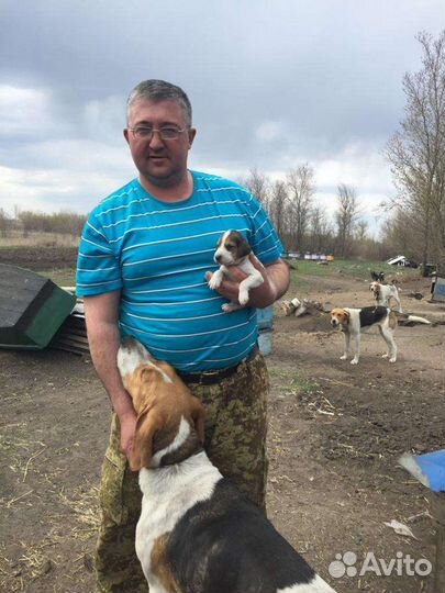 Русская пегая гончая