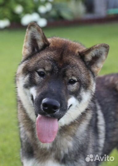 Сикоку (шикоку)