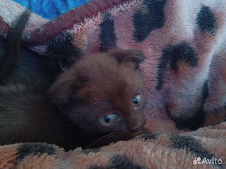 Котята в дар