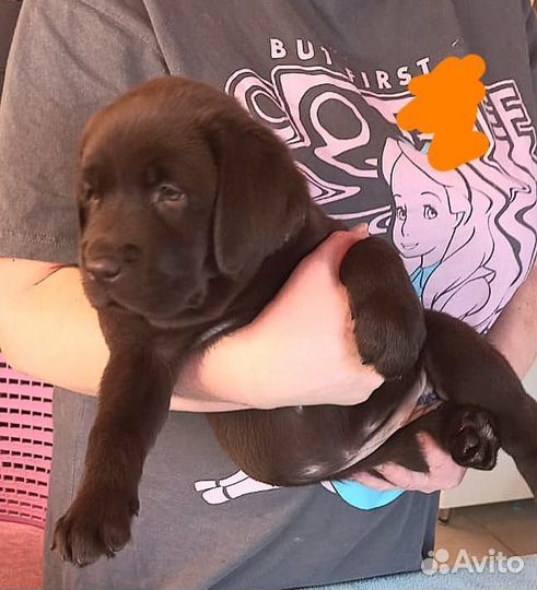 Щенки лабрадора