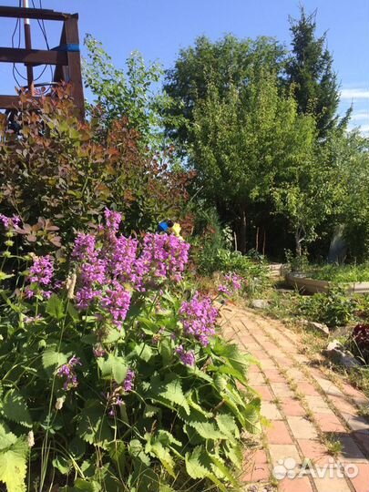 Садовые цветы