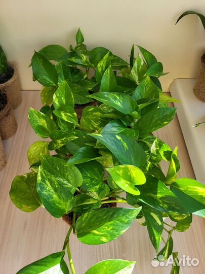 Эпипремнум