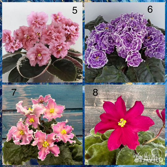 Детки фиалок (часть 1)