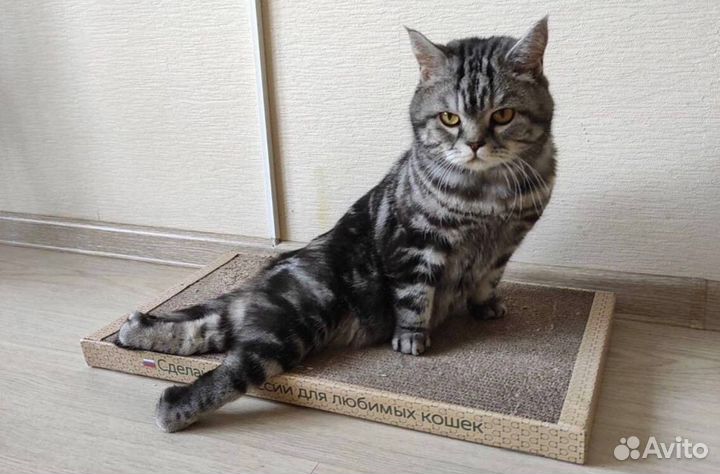 Передержка кошек