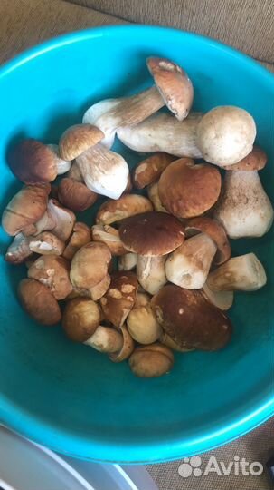 Белые грибы Домашние яйца