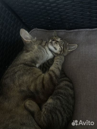 Кошки в добрые руки бесплатно