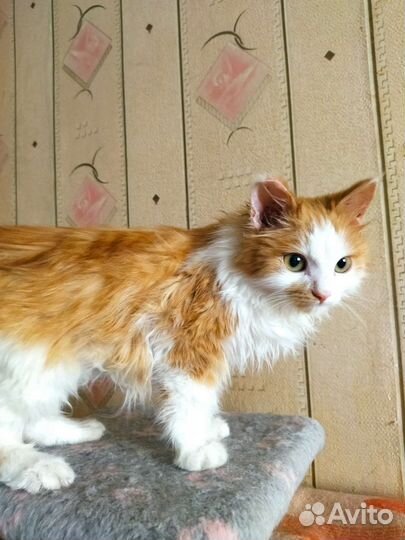 Котик, 4,5 месяца