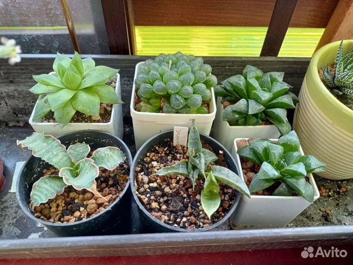 Суккуленты