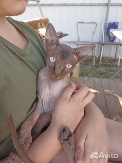 Канадский сфинкс