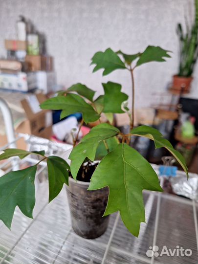 Циссус березка(комнатный виноград), плющ