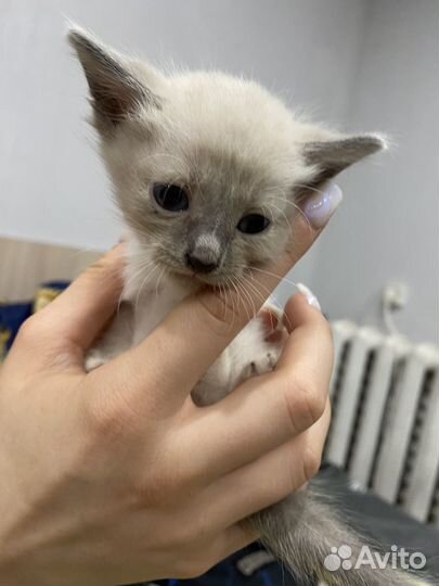 Котята в добрые руки бесплатно