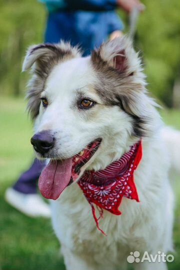 Невероятно красивый пес из приюта в поисках дома