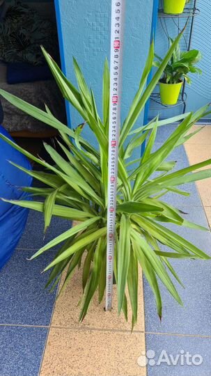 Пальма юкка