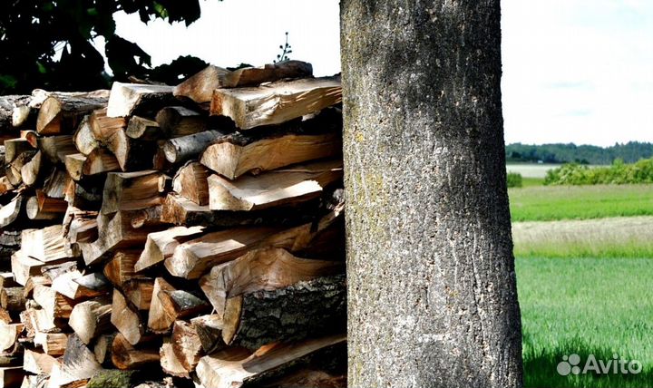 Дрова с Зеленогорска
