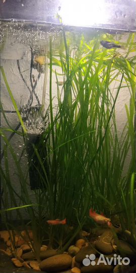 Аквариумные рыбки и растения