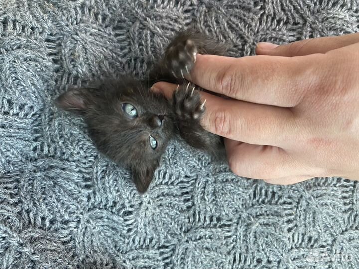 Кошка в дар бесплатно