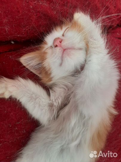 Котята в добрые руки Выборг и Выборгский район