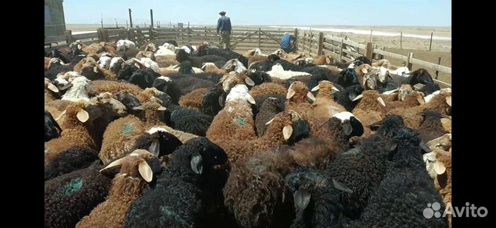 Овцы бараны ягнята