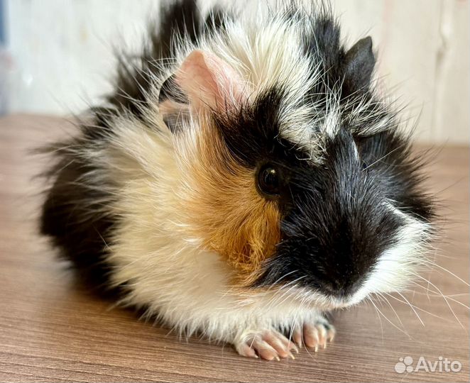 Морская свинка