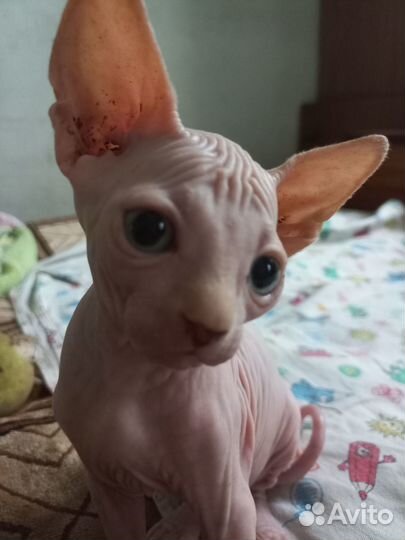 Донской сфинкс котята