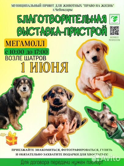 Щенок в добрые руки бесплатно