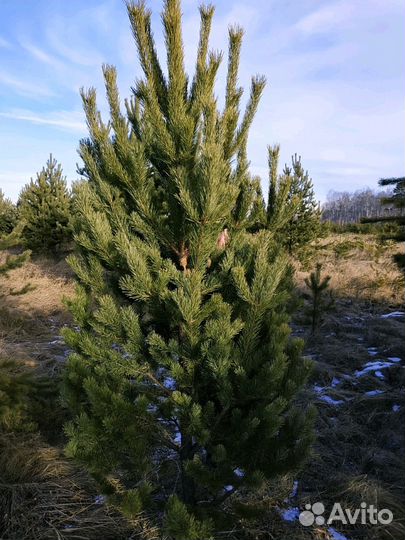 Елка. Сосна рождественская, новогодняя