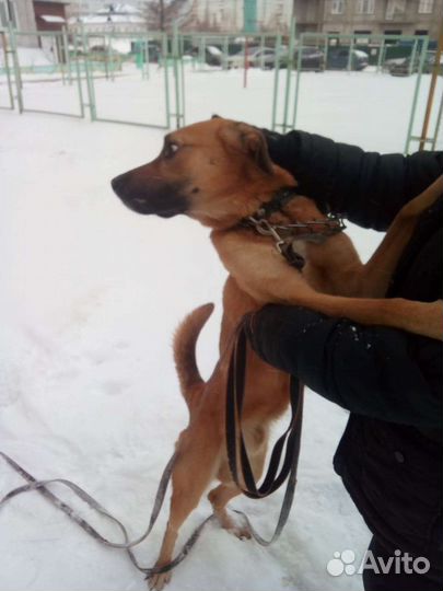 Собака в добрые руки