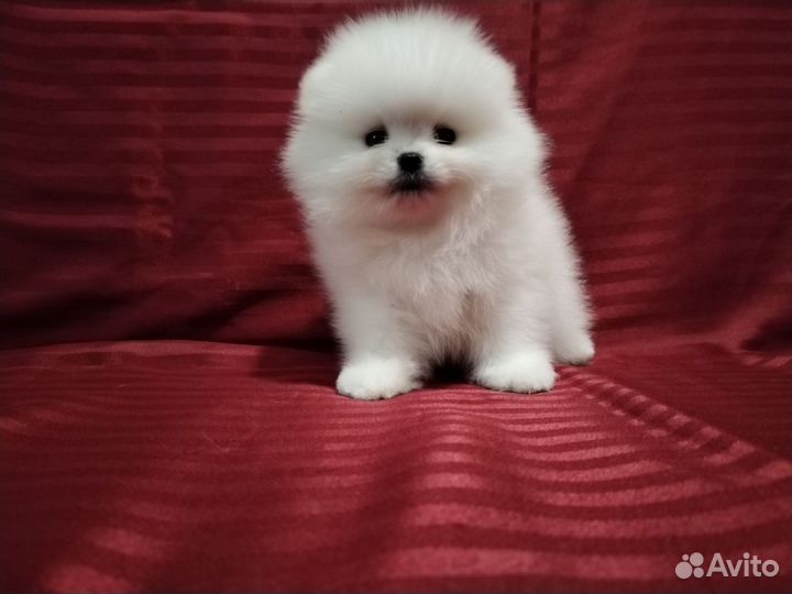 Мальчики блондины