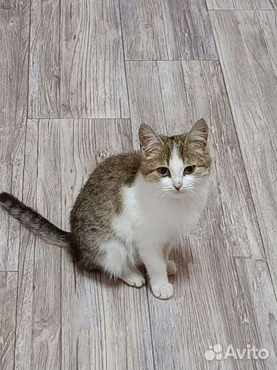Кошка в дар бесплатно