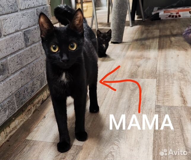 Котята в добрые руки