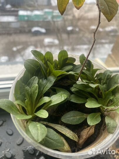 Колеусы вегетативные