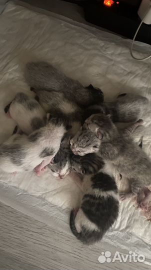 Котята в добрые руки