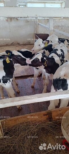 Телята бычки