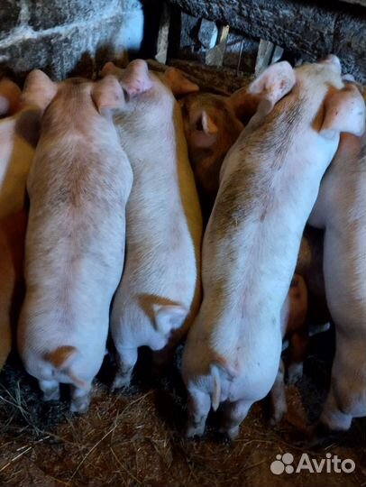 Поросята крупная белая+Дюрок