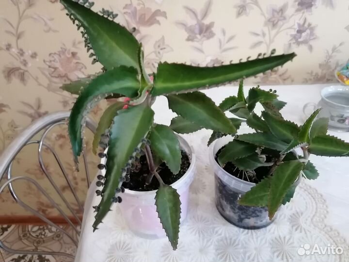 Каланхоэ Дегремона, лечебное