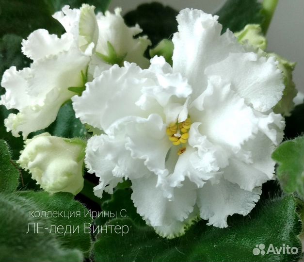 Сортовые фиалки (листочки )