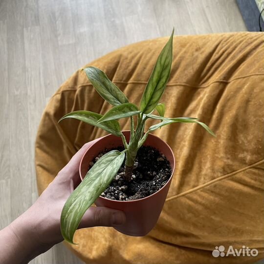 Агланема