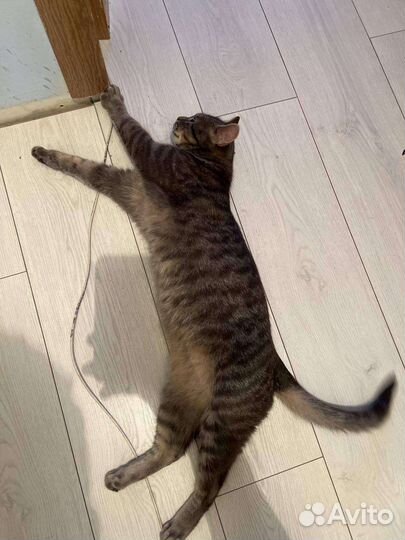 Отдам кота в добрые руки